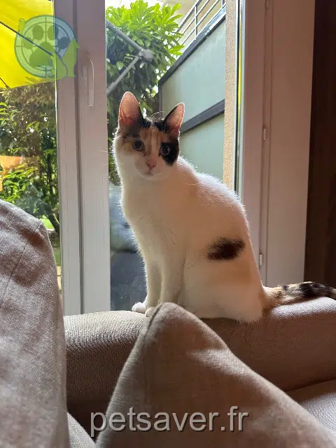 Katze lost 77410 Claye-Souilly Miyuki