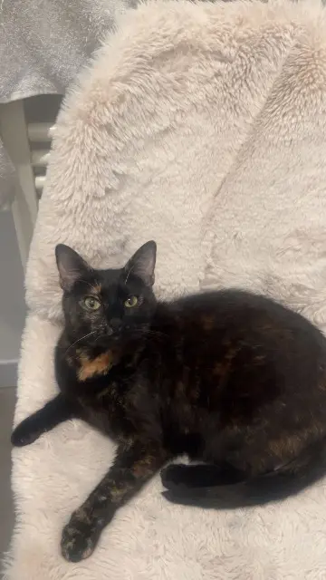 chatte lost   77100 Meaux Molly