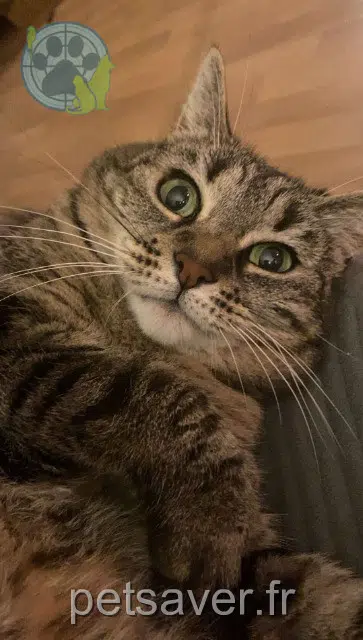 kat vermist 77500 Chelles Mya kat lost 77500 Chelles Mya