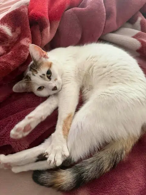 chatte lost   77120 Mouroux Mâchât