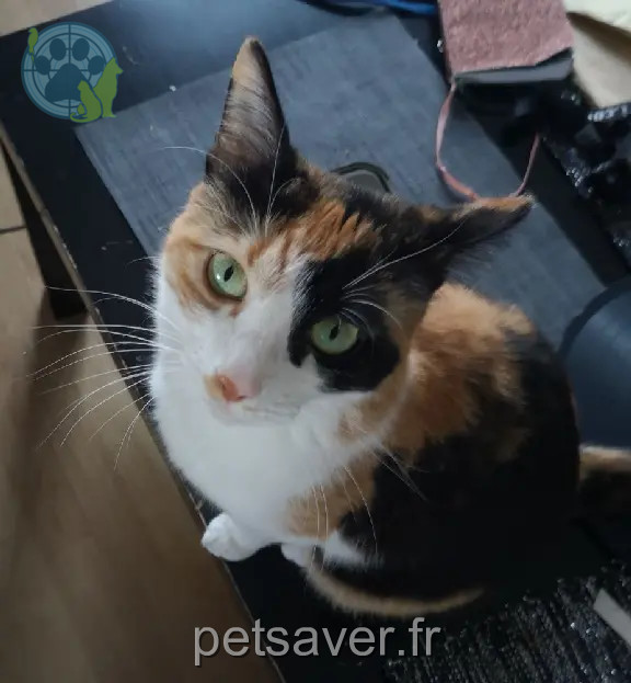 Chatte Perdue 77 Seine-et-Marne - Nala Chatte Perdue 77 Seine-et-Marne - Nala