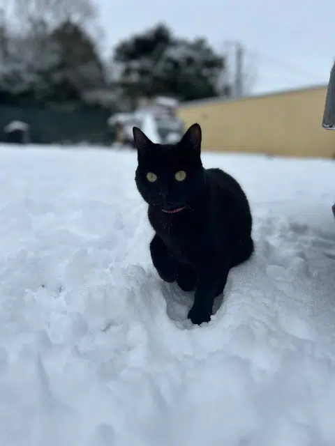 chatte lost   77440 Vendrest Nala