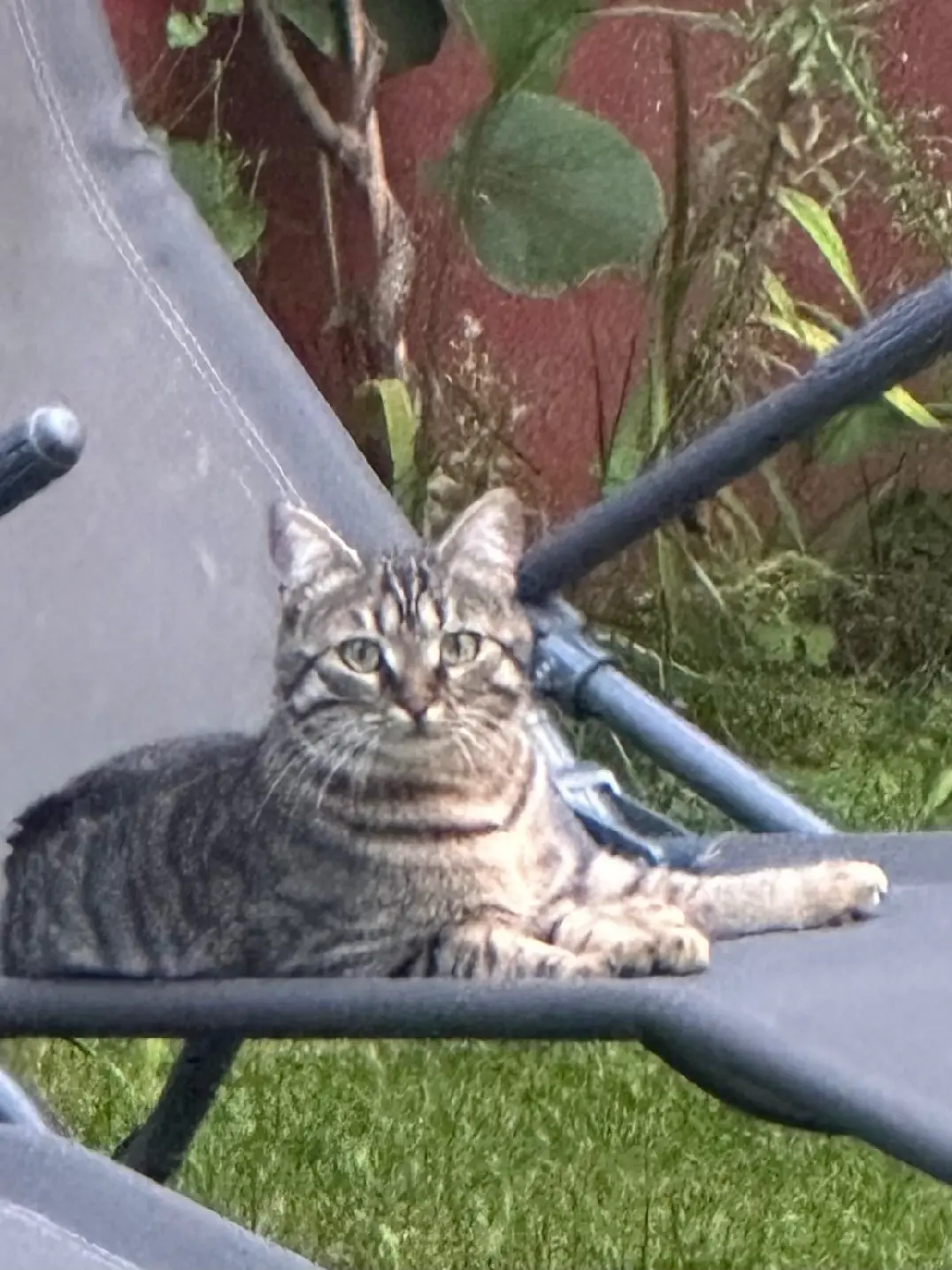 Chatte Perdue 77 Seine-et-Marne - Nala Chatte Perdue 77 Seine-et-Marne - Nala
