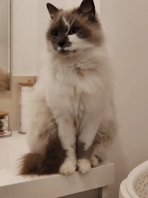 chatte lost   77100 Meaux NALA