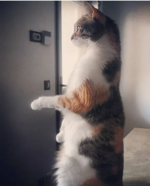chatte lost   77400 Saint-Thibault-des-Vignes Nami