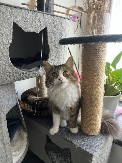 chatte lost   77169 Saint-Siméon Naïa