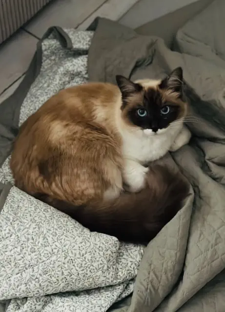 chatte lost   77290 Mitry-Mory Neige