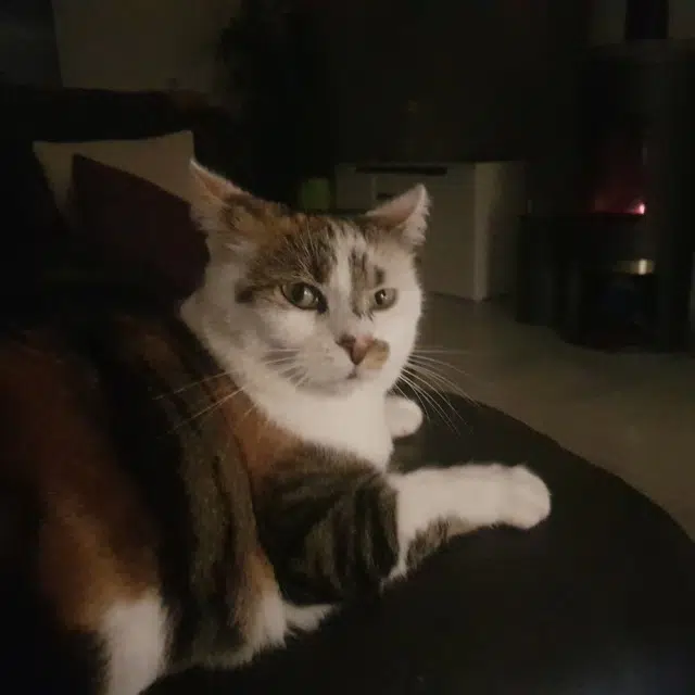 chatte lost   77470 Fublaines Nina