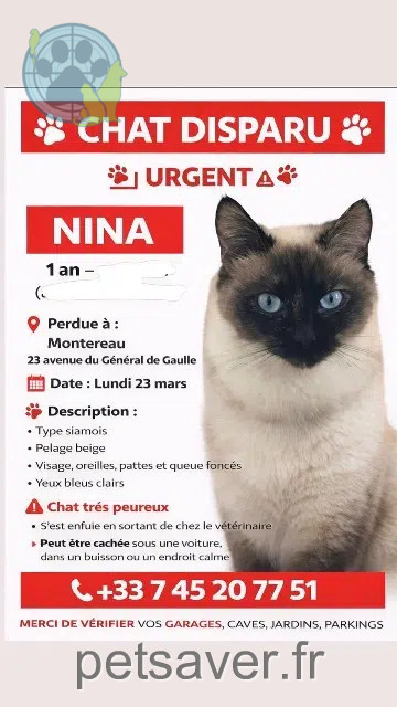 Katze vermisst 77130 Montereau-Fault-Yonne Nina Katze lost 77130 Montereau-Fault-Yonne Nina