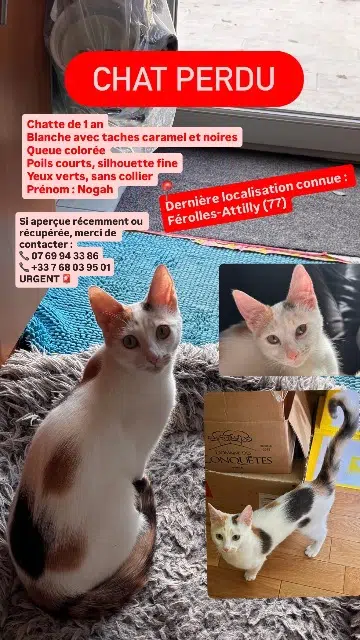 chatte lost   77150 Férolles-Attilly Nogah