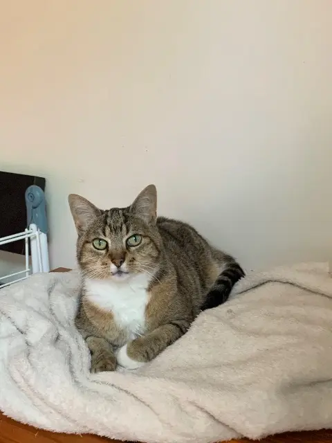 chatte lost   77190 Dammarie-les-Lys Noisette