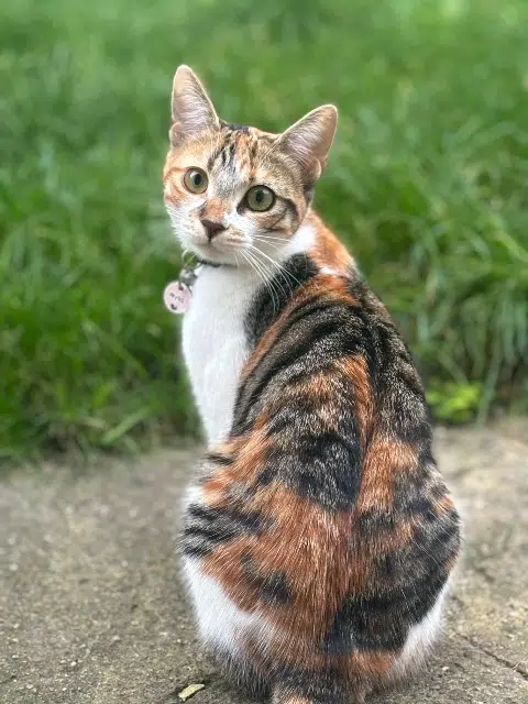 chatte lost   77400 Dampmart Nyla