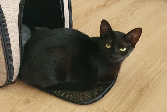 chatte lost   77360 Vaires-sur-Marne Némésis