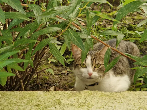 Chatte Perdue 77 Seine-et-Marne Chatte Perdue 77 Seine-et-Marne