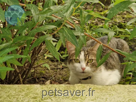 Chatte Perdue 77 Seine-et-Marne Chatte Perdue 77 Seine-et-Marne