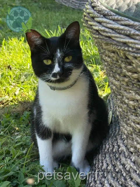 chatte perdue 77590 Bois-le-Roi Odile chatte lost 77590 Bois-le-Roi Odile