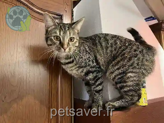 Chatte Perdue 77 Seine-et-Marne - Olympe Chatte Perdue 77 Seine-et-Marne - Olympe