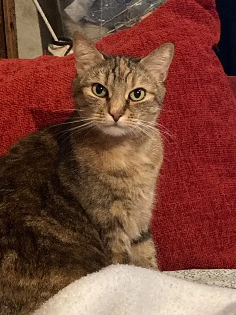 chatte lost   77860 Quincy-Voisins Opale
