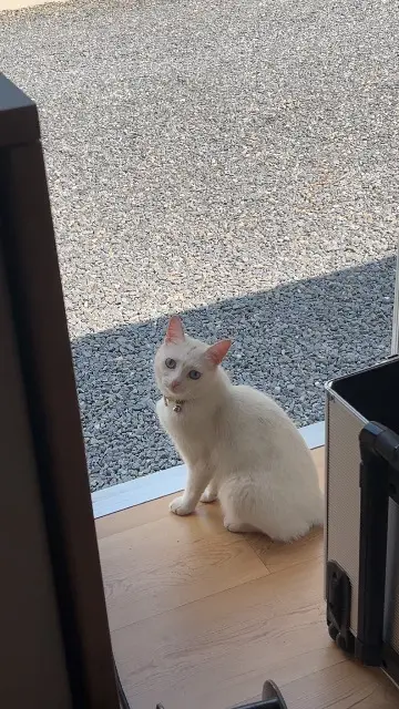 chatte lost   77181 Courtry Pamuk