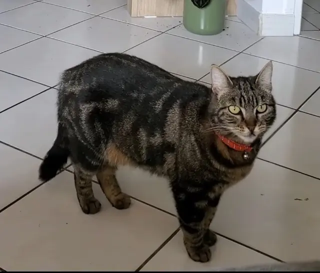 chatte lost   77680 Roissy-en-Brie Pantoufle