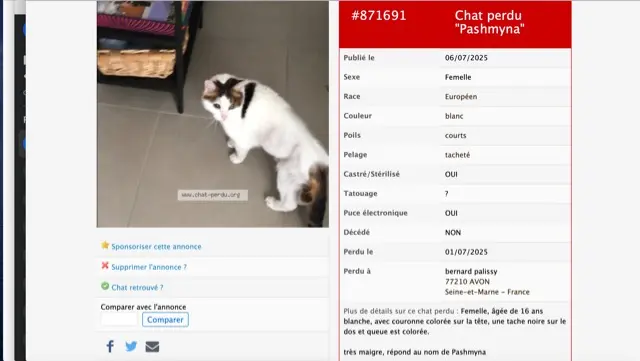 chatte lost   77210 Avon PASHMYNA