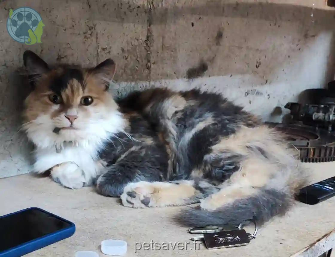 Chatte Perdue 77 Seine-et-Marne - Peaky Chatte Perdue 77 Seine-et-Marne - Peaky