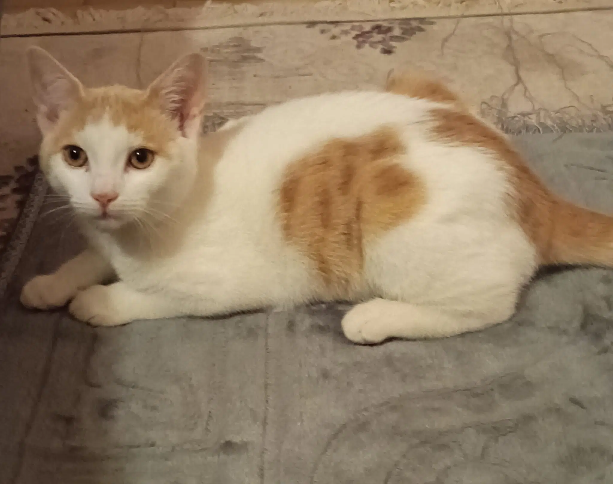 chatte lost   77230 Moussy-le-Neuf Plume