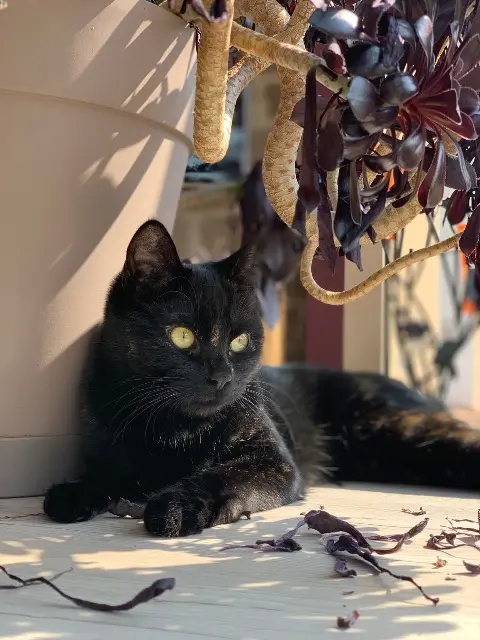 chatte lost   77174 Villeneuve-Saint-Denis Plume