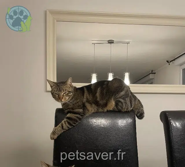 gatta persa 77550 Réau Poupette gatta lost 77550 Réau Poupette