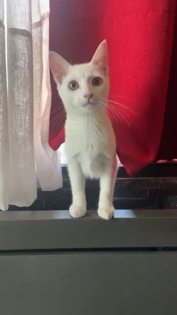 chatte lost   77270 Villeparisis Poupou