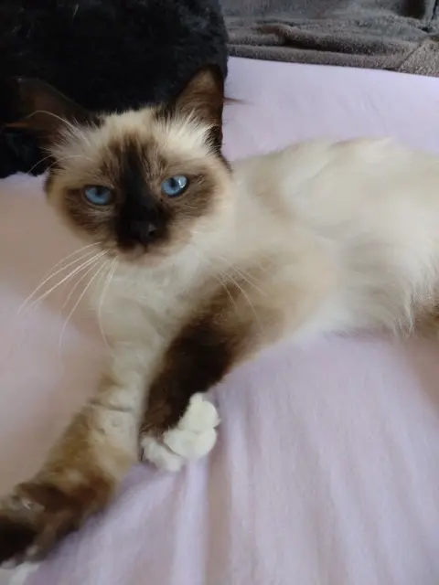 chatte lost   77400 Lagny-sur-Marne Praline