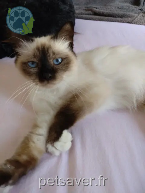 cat lost 77400 Lagny-sur-Marne Praline cat lost 77400 Lagny-sur-Marne Praline