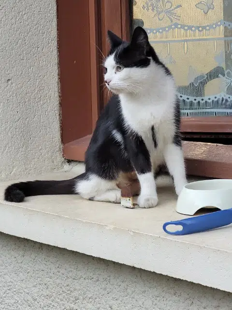 chatte lost   77340 Pontault-Combault Princesse