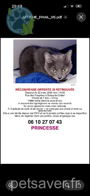 chatte perdue 77169 Boissy-le-Châtel Princesse chatte lost 77169 Boissy-le-Châtel Princesse