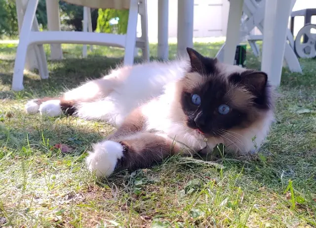 chatte lost   77310 Pringy Rhéa