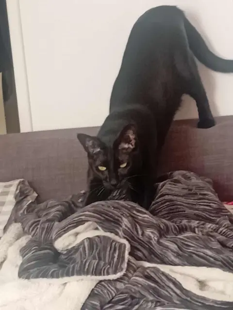 chatte lost   77186 Noisiel Rosie