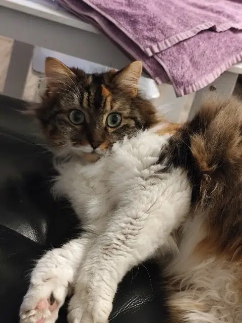 chatte lost   77000 Vaux-le-Pénil Roxy