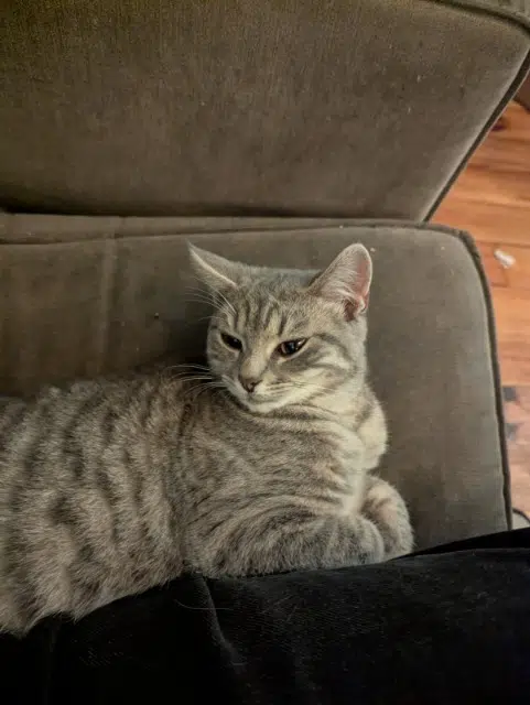 chatte lost   77860 Couilly-Pont-aux-Dames Roxy