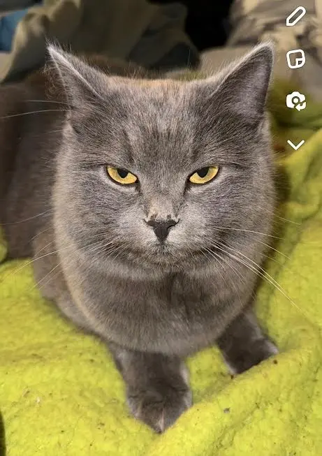 Chatte Perdue 77 Seine-et-Marne - Ruby Chatte Perdue 77 Seine-et-Marne - Ruby