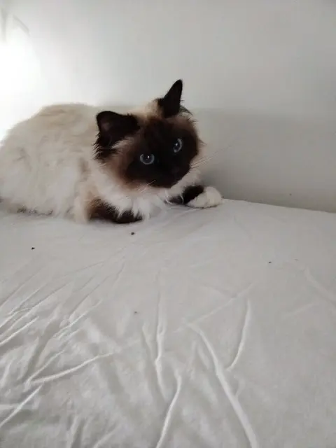 chatte perdue 77176 Nandy Ruby chatte lost 77176 Nandy Ruby