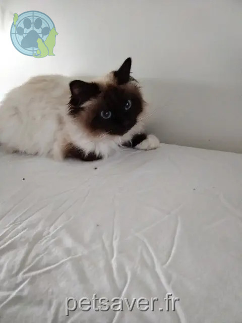 kat vermist 77176 Nandy Ruby kat lost 77176 Nandy Ruby