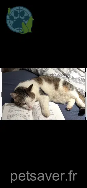 chatte lost   77820 Le Châtelet-en-Brie Ruby