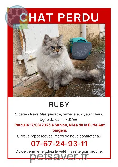 chatte lost 77170 Servon Ruby