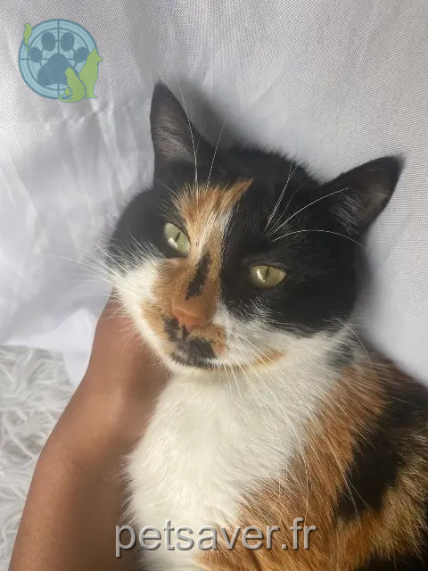 cat lost 77000 Melun Safy cat lost 77000 Melun Safy