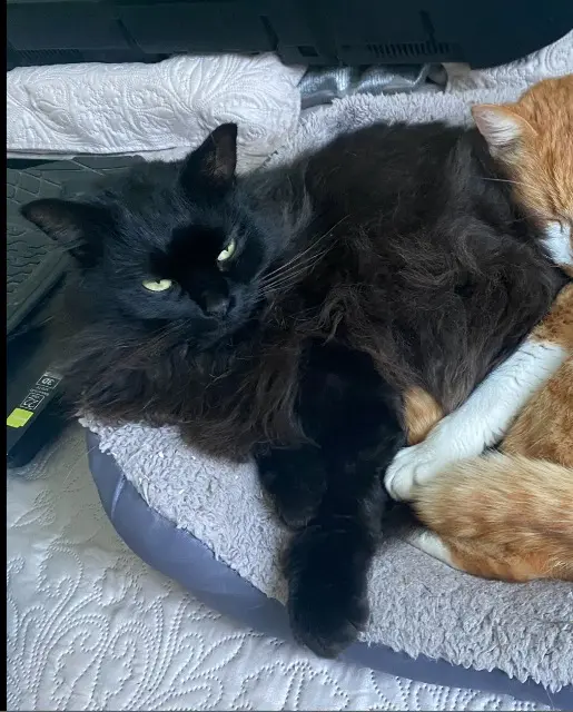 chatte lost   77660 Saint-Jean-les-Deux-Jumeaux Shenzi