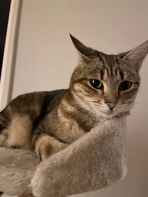 chatte lost   77420 Champs-sur-Marne Sky