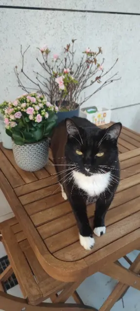 chatte lost   77400 Lagny-sur-Marne Soka