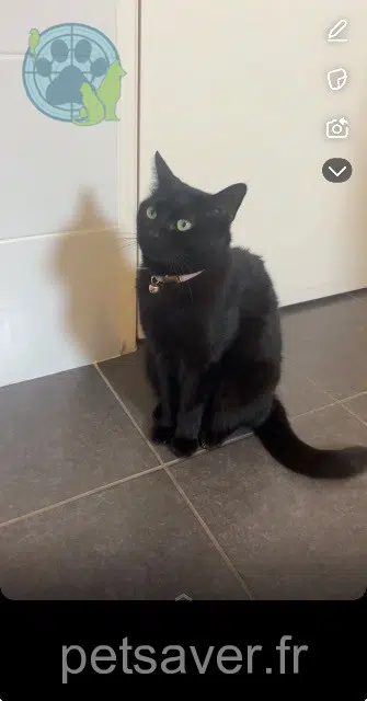 chatte lost   77950 Rubelles Sorona