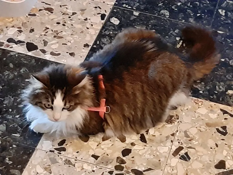 Chatte Perdue 77 Seine-et-Marne - Speedie Chatte Perdue 77 Seine-et-Marne - Speedie