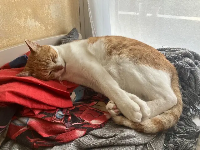 chatte lost   77350 Le Mée-sur-Seine Tagada